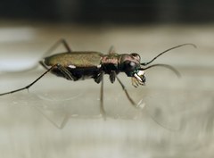 Cylindera germanica