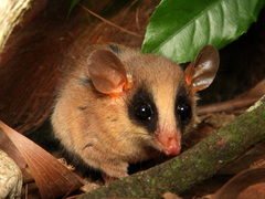 Brazilian Gracile Opossum photo 2