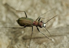 Cylindera germanica