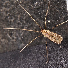 Erioptera caliptera