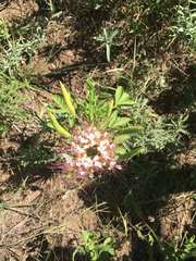 Polanisia dodecandra trachysperma