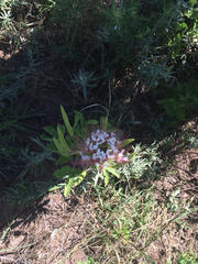 Polanisia dodecandra trachysperma