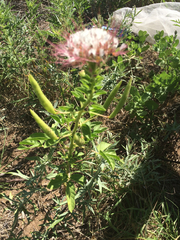 Polanisia dodecandra trachysperma