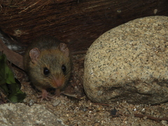 Contreras' Juliomys photo 5