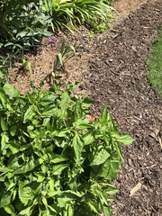 Conoclinium coelestinum