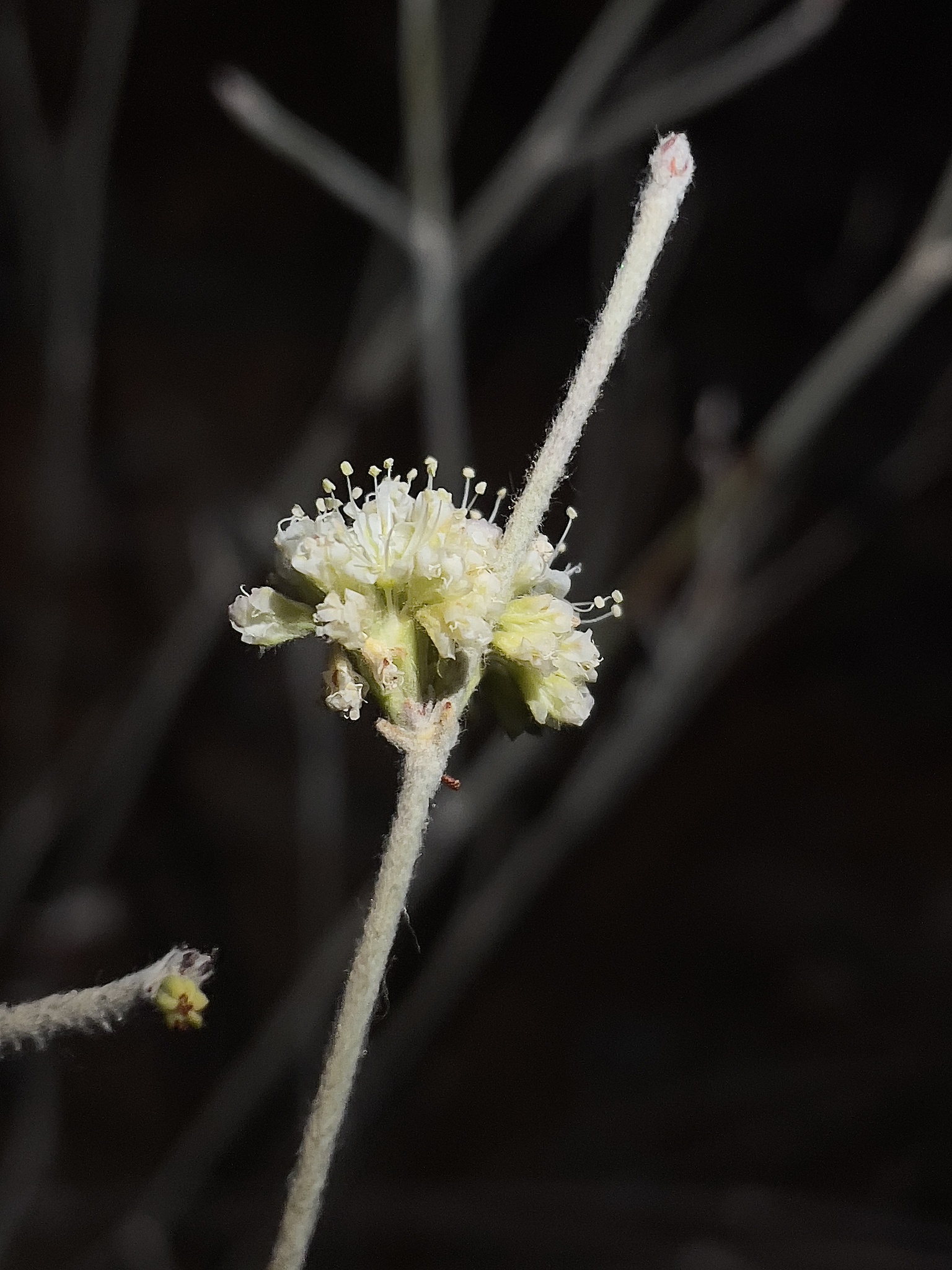 Eriogonum nudum var. regirivum