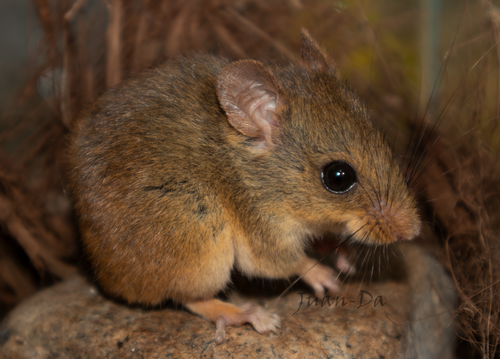 Lesser Wilfred's Mouse (Juliomys pictipes) — Least Concern Mammalia
