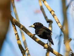 Amblycercus holosericeus