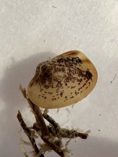 Mottled Fingernailclam