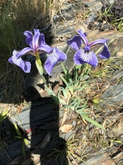 Iris hookeri