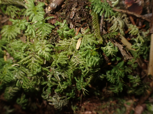 Image of Hypopterygium flavolimbatum by no rights reserved