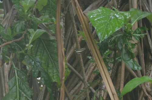 Zebra Longwing