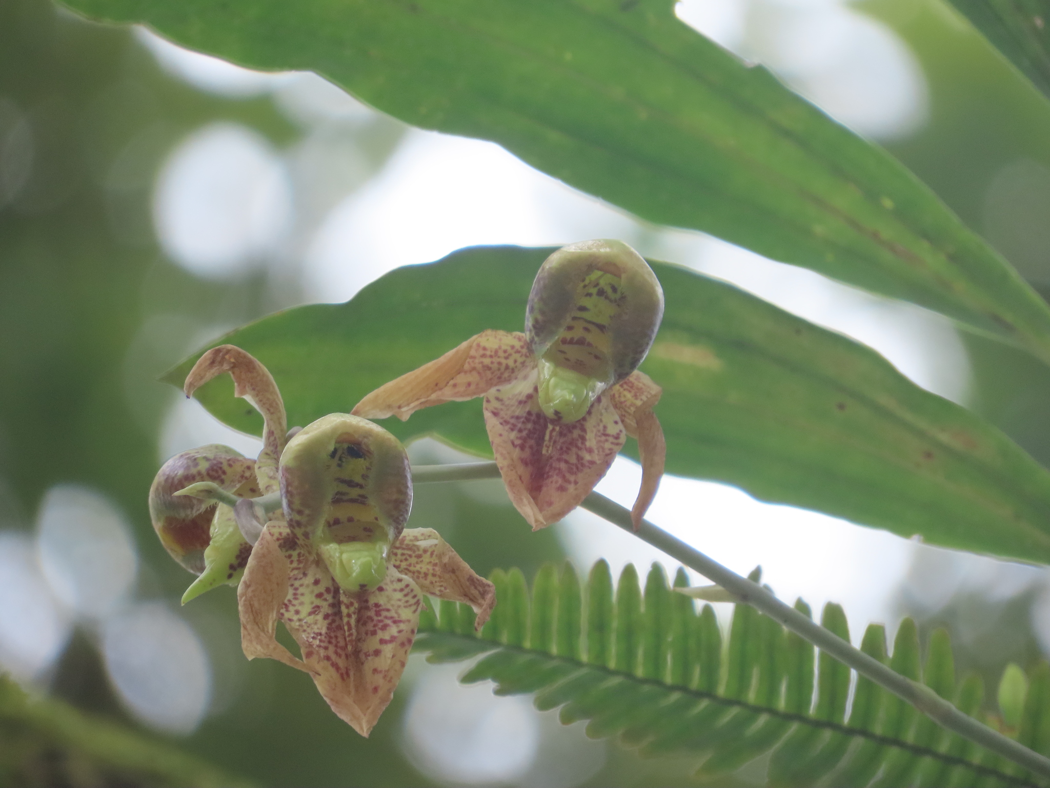 Imagem de Orquídea-cara-de-macaco