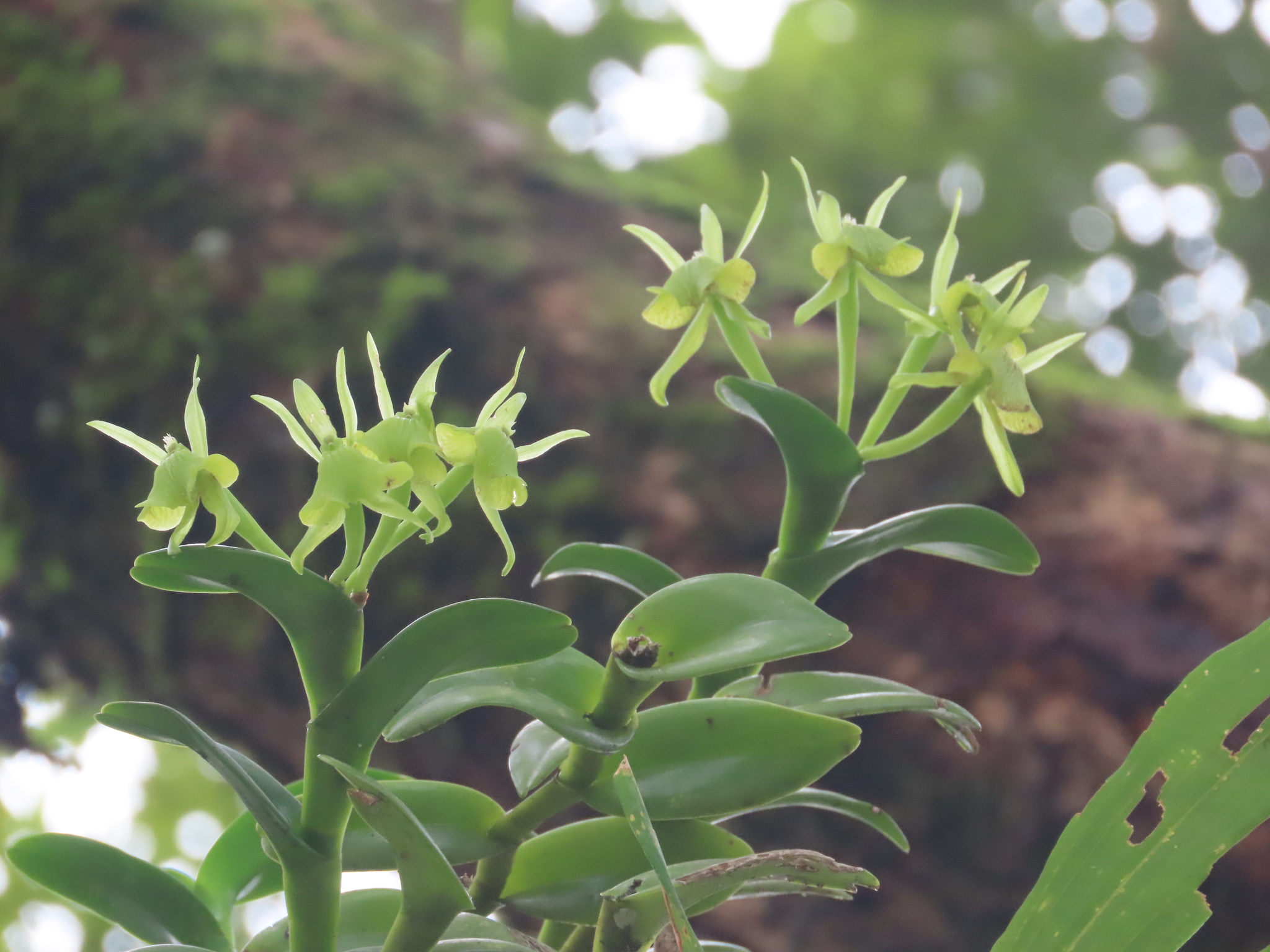 Epidendrum storkii Ames