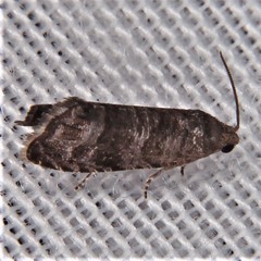 Grapholita packardi
