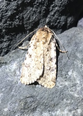 Amphipyra effusa