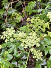 Ashitaba (Angelica keiskei)
