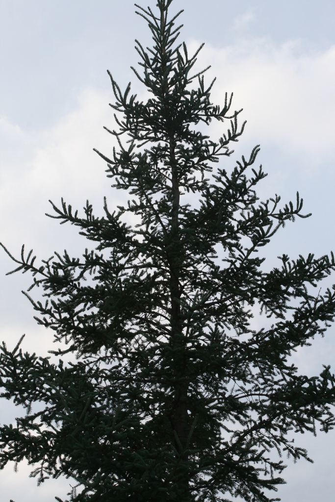 Picea species (West Oakland Tree Survey Guide) · iNaturalist