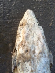 Acipenser medirostris