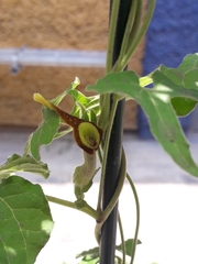 Aristolochia pentandra