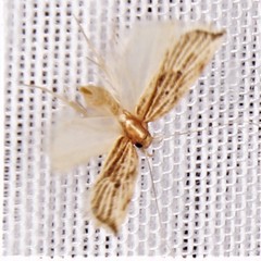 Helcystogramma hystricella