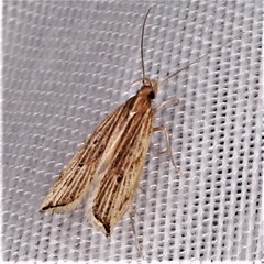 Helcystogramma hystricella