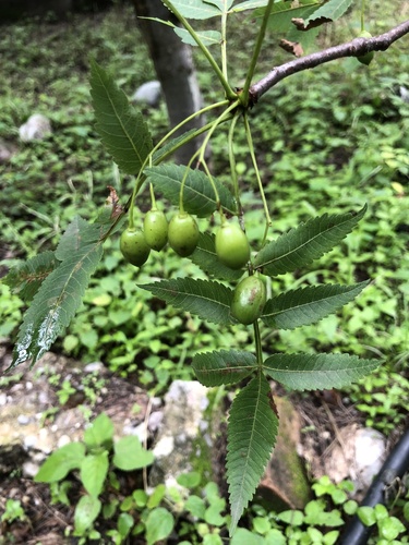 Bursera xochipalensis Rzed.