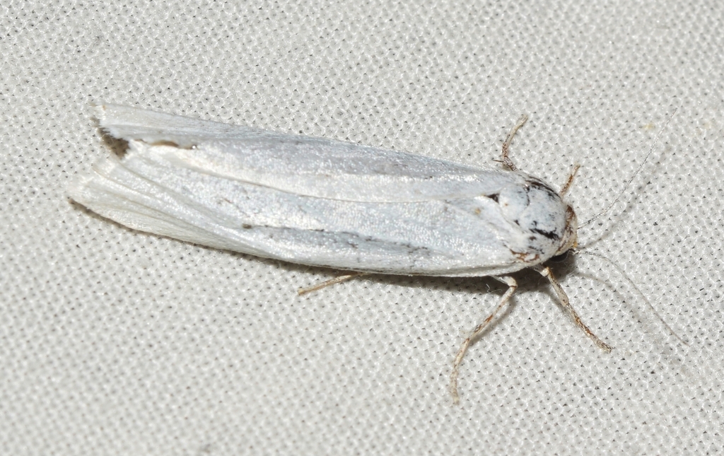 Coscinia chrysocephala