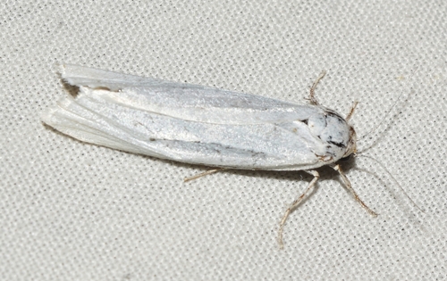 Coscinia chrysocephala