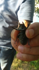 Lucanus cervus turcicus