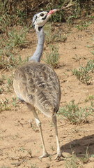 Eupodotis senegalensis