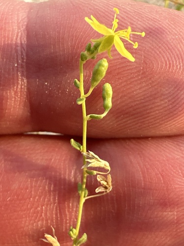 Image of Chylismia parryi by (c) william_hoyer, some rights reserved (CC BY)