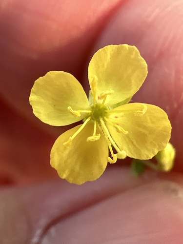 Redclay Suncup (Chylismia parryi)