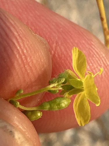 Image of Chylismia parryi by (c) william_hoyer, some rights reserved (CC BY)