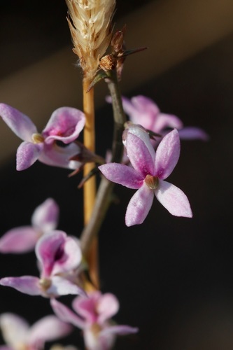 Image of Cyphia stenopetala by (c) Karen Eichholz, some rights reserved (CC BY)