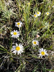 Erigeron glabellus