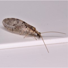 Hemerobius humulinus