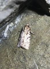 Amphipyra effusa