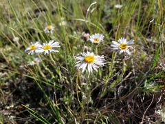 Erigeron glabellus
