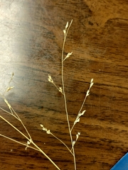 Panicum hallii