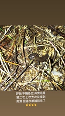 Hynobius arisanensis