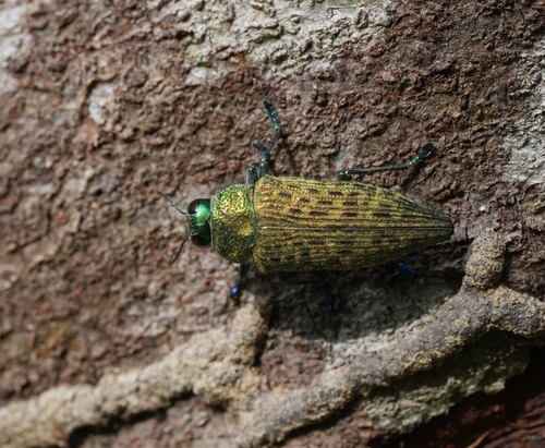 Psiloptera reichei