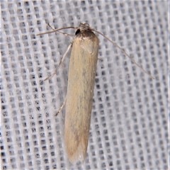 Holcocera immaculella