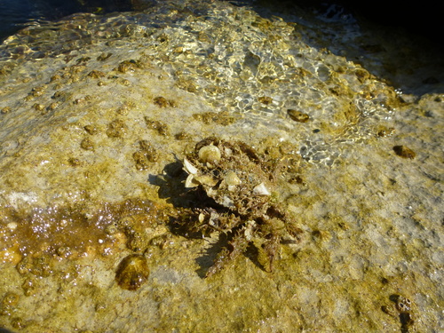 Maja crispata
