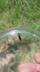 Homalodisca insolita