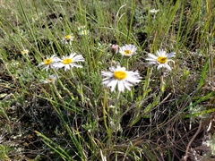 Erigeron glabellus