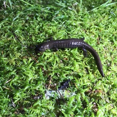 Hynobius arisanensis