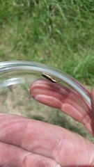 Homalodisca insolita