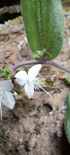 Baby Bunny Bellies (Tradescantia chrysophylla)