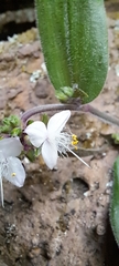 Tradescantia chrysophylla
